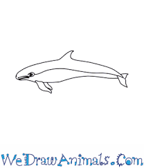 Of all the craziest things for mark cuban to invest in, a one. How To Draw A False Killer Whale