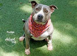 Listen, zona loyal is the best kept secret in the northland. Kc Pet Project Our New Zona Rosa Adoption Center Is Facebook