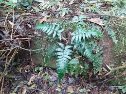 Image result for Doryopteris concolor