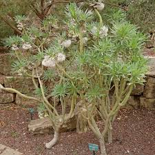 Image result for Kleinia