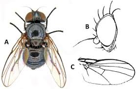 Image result for Crotalaria laburnoides
