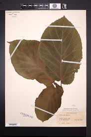 Image result for Ficus oreodryadum