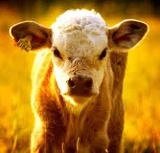 Image result for cute baby animals