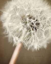 Shabby Chic Decor Floral Artwork Dandelion Picture In Beige Etsy Dandelion Wall Art Flower Wall Art Decor Shabby Chic Wall Art