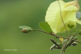 Image result for Azanza lampas