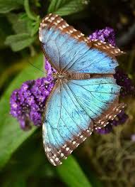 House Of Blues Blue Morpho Butterfly Morpho Butterfly Beautiful Butterflies