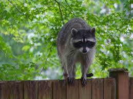 Raccoons are powerful, strong and heavy animals. How To Get Rid Of Raccoons Raccoon Facts Photos Control