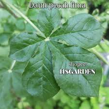 3) kisar kunyit dan cili api, campurkan ke dalam daging tadi. Maman 1 Sudu Jeli Edible Cleome Gynandra Maman Daun Pecah Lima Shopee Malaysia