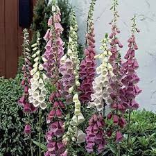 Pin On Garden And Landscaping