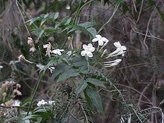 Image result for Jasminum dichotomum