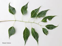 Image result for Entandrophragma caudatum