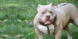 Find similarities and differences between american staffordshire terrier vs staffordshire bull terrier compare which is better: Rassenportrait Zum American Staffordshire Terrier