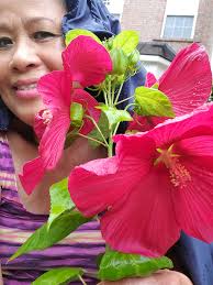 How to make hibiscus blooms last longer?