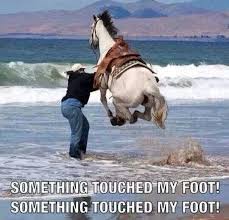 When I M Swimming And I Touch Seaweed Or A Fish Swims Across My Foot Funny Animal Jokes Funny Animals Funny Horses