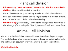 Unlike animal cells, plant cells have cell walls and organelles called chloroplasts. Ppt Mitotic Cell Division Exercise 7 Powerpoint Presentation Free Download Id 272218