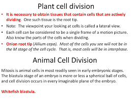Name a structure needed for cell division that is made during the g2 stage. Ppt Mitotic Cell Division Exercise 7 Powerpoint Presentation Free Download Id 272218