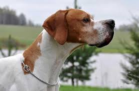 Consulta tra migliaia di offerte nella tua città e concludi la trattativa senza spese di agenzia. Cani Pronta Caccia In Vendita Allevamento E Addestramento