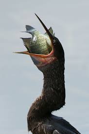 Pin On Wonderful Birds