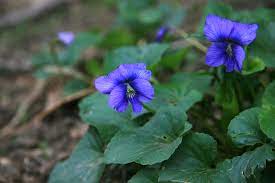 Common meadow violet leaves arise from the base of the plant. Violet Blue Purple Wildflowers New Jersey Nj Wildflowers And More