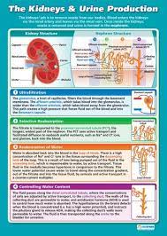 The Kidneys Urine Production Science Educational School Posters Basic Anatomy And Physiology Nursing School Notes Nursing Notes