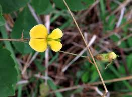 Image result for Rhynchosia totta