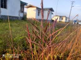 Image result for Bothriochloa bladhii