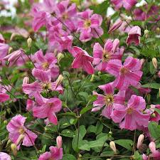 Image result for Clematis