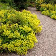 Image result for Craspedorhachis