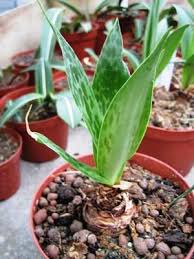 Image result for Ledebouria revoluta