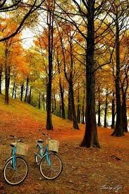 roaming forest 漫遊森林 scenery autumn scenery travel and tourism