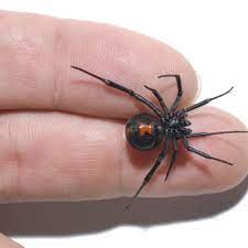 Die schwarze witwe ist nicht die giftigste spinne der welt, aber ihr biss kann gefährlich werden. Schwarze Witwe Wie Giftig Ist Sie Wirklich Galileo