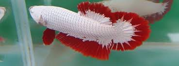 Pin On Betta Splendens