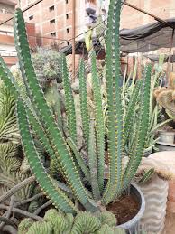Euphorbia Boranensis V 2020 G Rasteniya