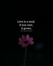 Love Is A Seed If You Care It Grows Too Late Quotes Flower Quotes Inspirational Quotes