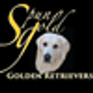 Golden retriever puppies for sale in chattanooga tn. Spun Gold Golden Retrievers Harrison Area Alignable