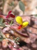 Image result for Aeschynomene multicaulis