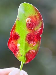 Image result for Enteucha acetosae