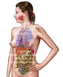See female internal organs stock video clips. Anatomical And Medical Illustration Female Anatomical Figure By Russell Kightley Media