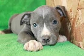 Feeding 4days old pitbull puppies. Special Care Tips For Blue Pitbull Puppies