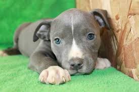 Pitbulls are a loyal breed of dogs. Special Care Tips For Blue Pitbull Puppies