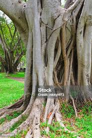 Image result for Ficus chirindensis