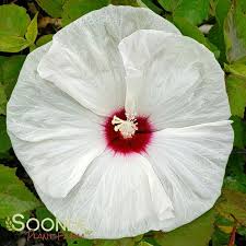Image result for Hibiscus noldeae