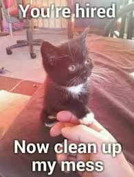 Youre Hired Now Clean Up My Mess Funny Cat Memes Funny Animal Memes Funny Animal Pictures