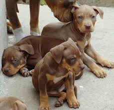 American Pitbull Terrier Pittie Puppies American Pitbull Terrier Puppies And Kitties