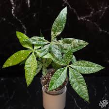 Image result for Pachira glabra
