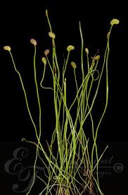 Image result for Schizaea pectinata