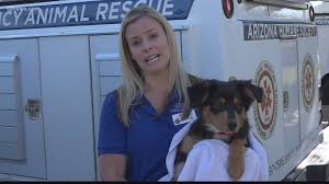 But she is also tough as nails! Arizona Humane Society Gives Pet Safety Tips As Temperatures Rise 12news Com