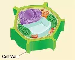 Cell walls provide rigidity and protection. What Is The Structure Of A Plant Cell Wall Quora