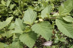 Image result for Sida chrysantha