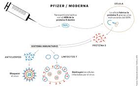 Está basada en la proteína de espiga que forma el virus. Asi Funciona La Vacuna De Moderna